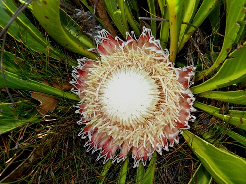 Protea cryophila Bolus
