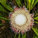 Protea cryophila - Photo (c) Tony Rebelo, alguns direitos reservados (CC BY-SA), uploaded by Tony Rebelo
