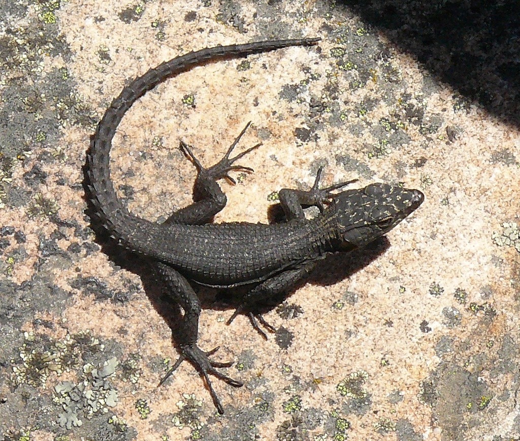 Graceful Crag Lizard