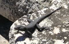 Hemicordylus capensis