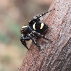 Saitis virgatus