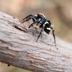 Saitis virgatus