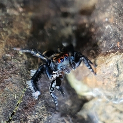 Saitis virgatus