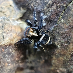 Saitis virgatus