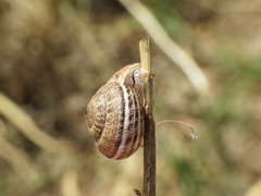 Xerosecta reboudiana