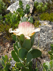 Protea punctata