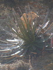 Agave schidigera