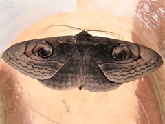 Spirama retorta