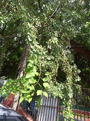 Ficus religiosa