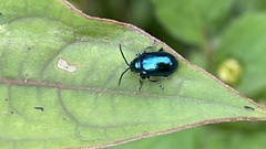 Hemipyxis flaviabdominalis