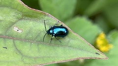 Hemipyxis flaviabdominalis
