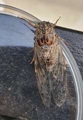 Cicada barbara lusitanica