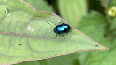 Hemipyxis flaviabdominalis