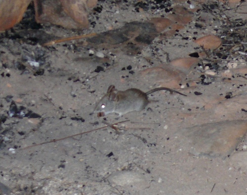 Cape Elephant Shrew