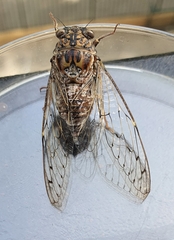 Cicada barbara lusitanica