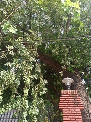 Ficus religiosa
