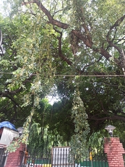 Ficus religiosa