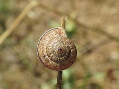 Xerosecta reboudiana
