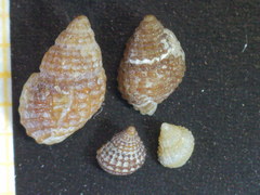 Alvania cimex