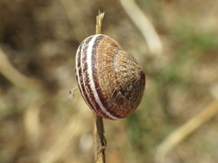Xerosecta reboudiana