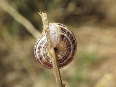 Xerosecta reboudiana