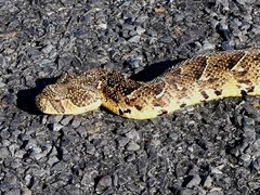 Bitis arietans arietans