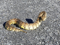 Bitis arietans arietans