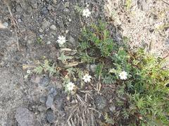 Stellaria eschscholtziana