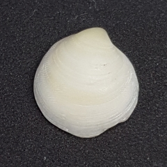 Lucinella divaricata