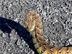 Bitis arietans arietans