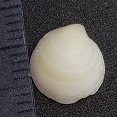 Lucinella divaricata