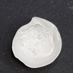 Lucinella divaricata