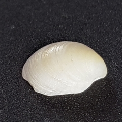 Lucinella divaricata