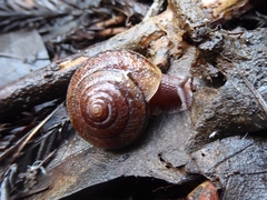 Helminthoglypta exarata