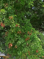 Angiospermae