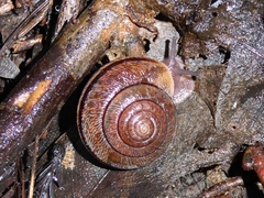 Helminthoglypta exarata