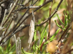 Brachycrotaphus tryxalicerus
