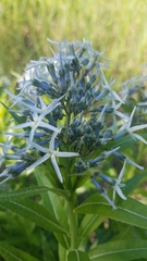 Amsonia