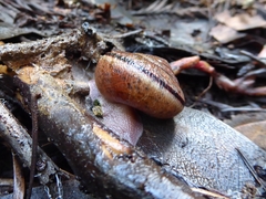 Helminthoglypta exarata