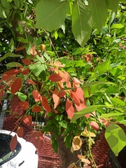 Angiospermae