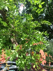 Angiospermae