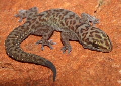 Pachydactylus montanus
