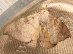Oxyodes scrobiculata