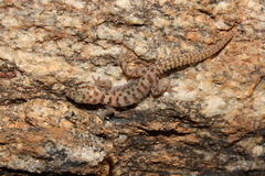 Pachydactylus montanus
