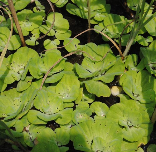 Pistia stratiotes image