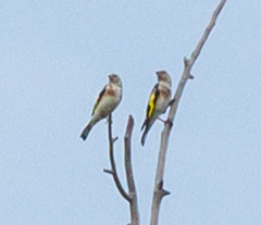 Carduelis carduelis