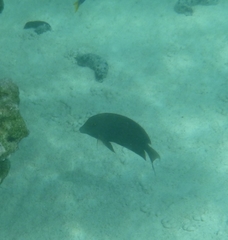 Ctenochaetus striatus