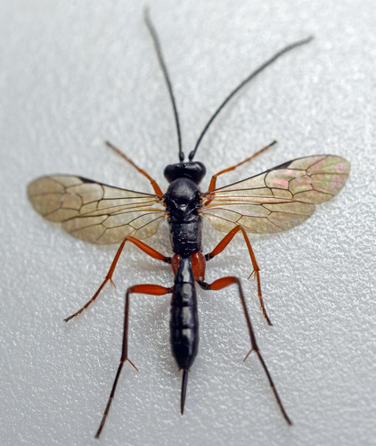 Cryptopimpla caligata
