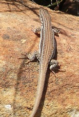 Pedioplanis burchelli