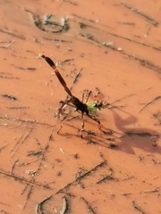 Gonocerus acuteangulatus